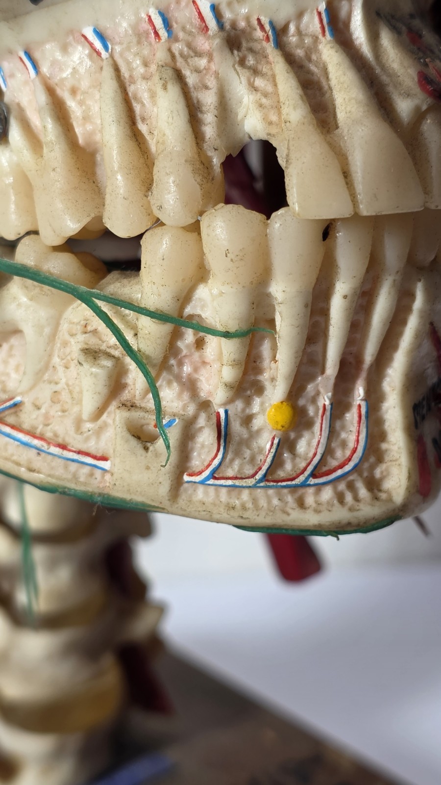 Antique Medical Plastic Lab Anatomical Science Human Skull Model Spring Mandible