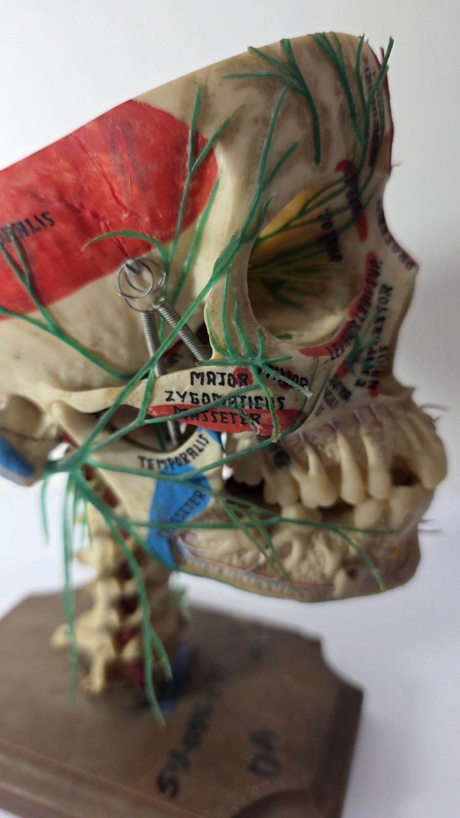 Antique Medical Plastic Lab Anatomical Science Human Skull Model Spring Mandible