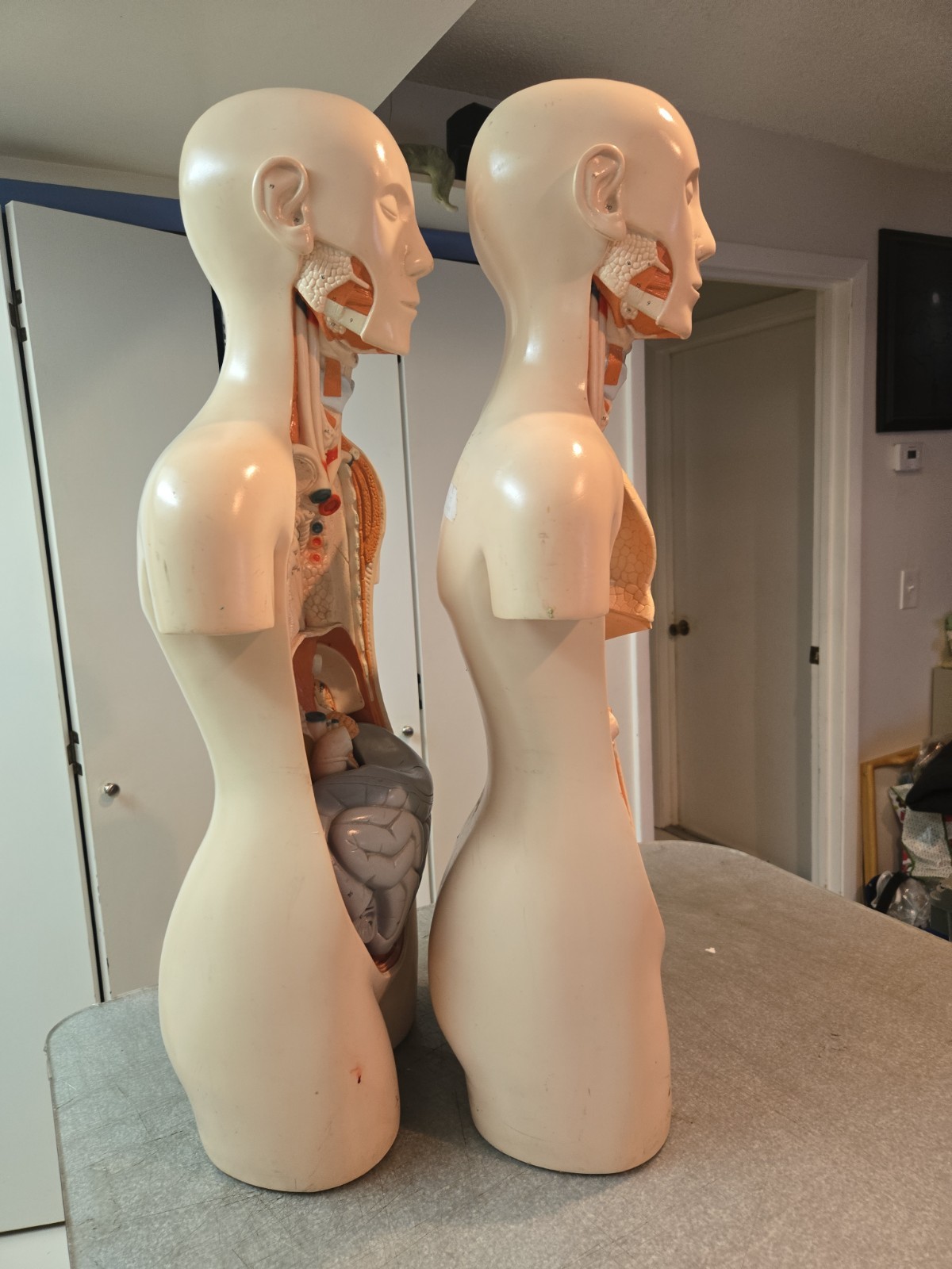 2 Qty Denoyer Geppert Anatomy Human Body Teaching Medical Torso Model. AS-IS