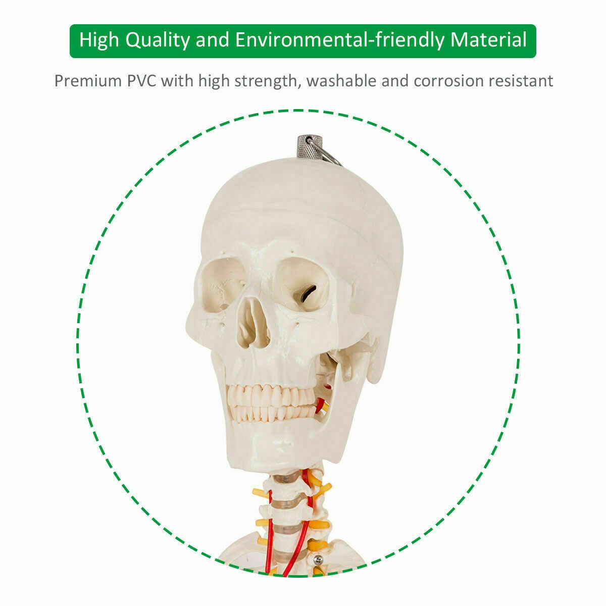 New Life Size Human Anatomical Anatomy Skeleton Medical Model, Stand