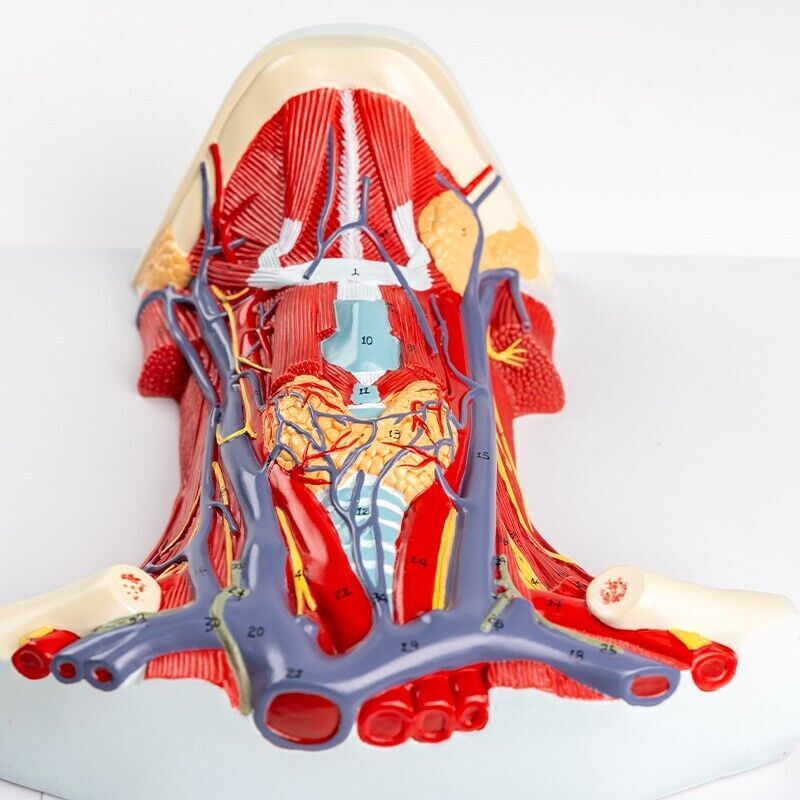 1:1 Anterior cervical muscle, neck muscle nerve, medical anatomical model