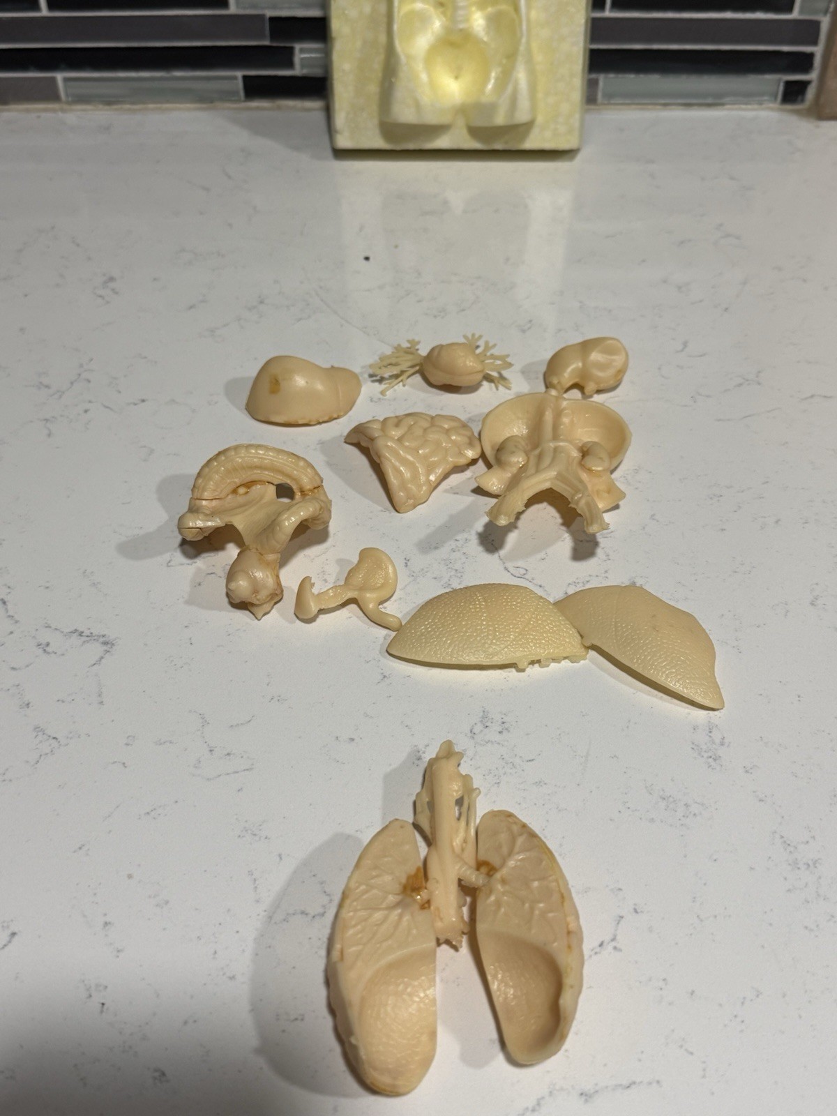 Vintage Human Anatomy Assembly Kit Internal Organs Medical Science Model Toy Box
