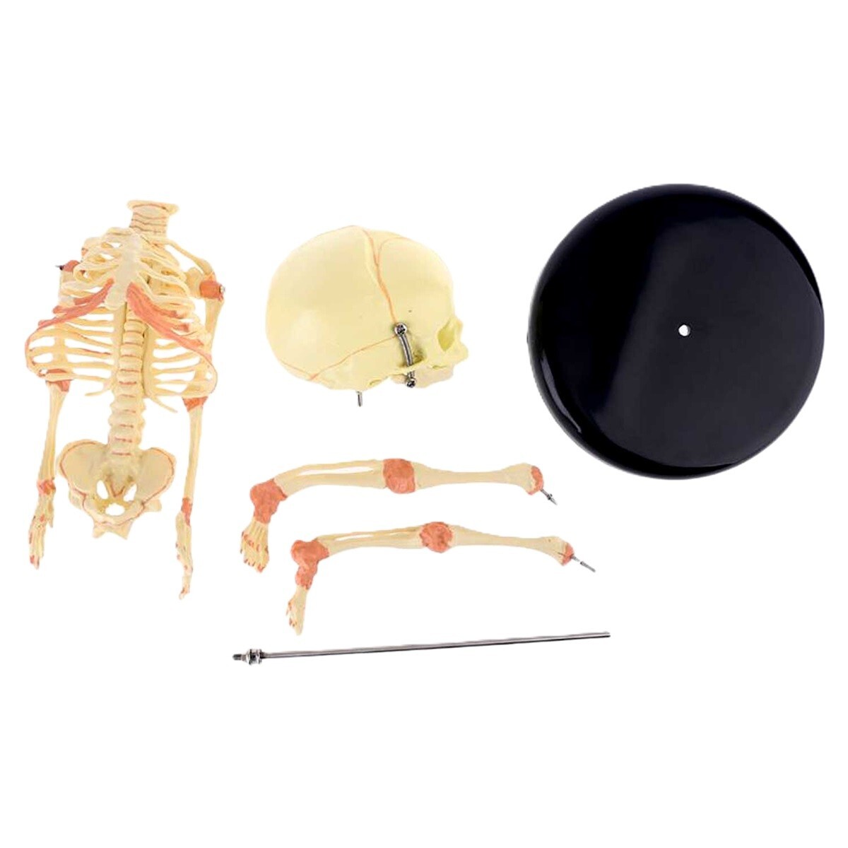 Creepy FETAL HUMAN BABY SKELETON REPLICA w/STAND-Jaw Opens-Halloween Horror Prop