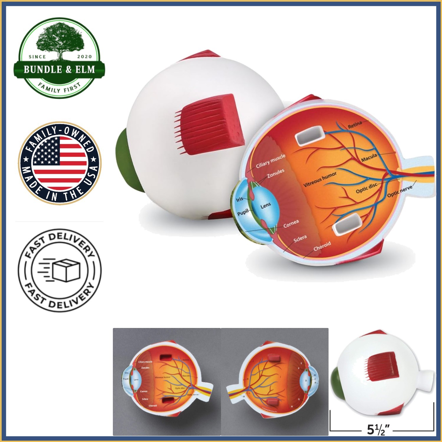 Cross-Section Eye Model for Anatomy Study, Educational Science Classroom Decor