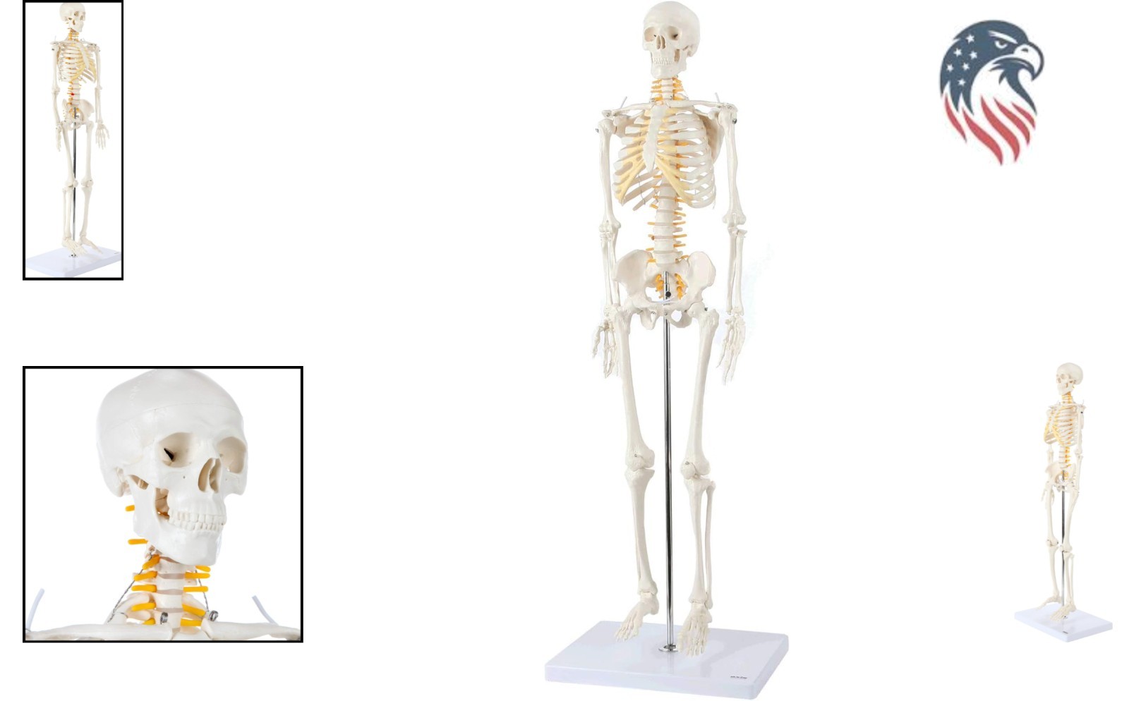 Miniature Human Skeleton Model with Metal Stand 31 Inch Removable Limbs Study