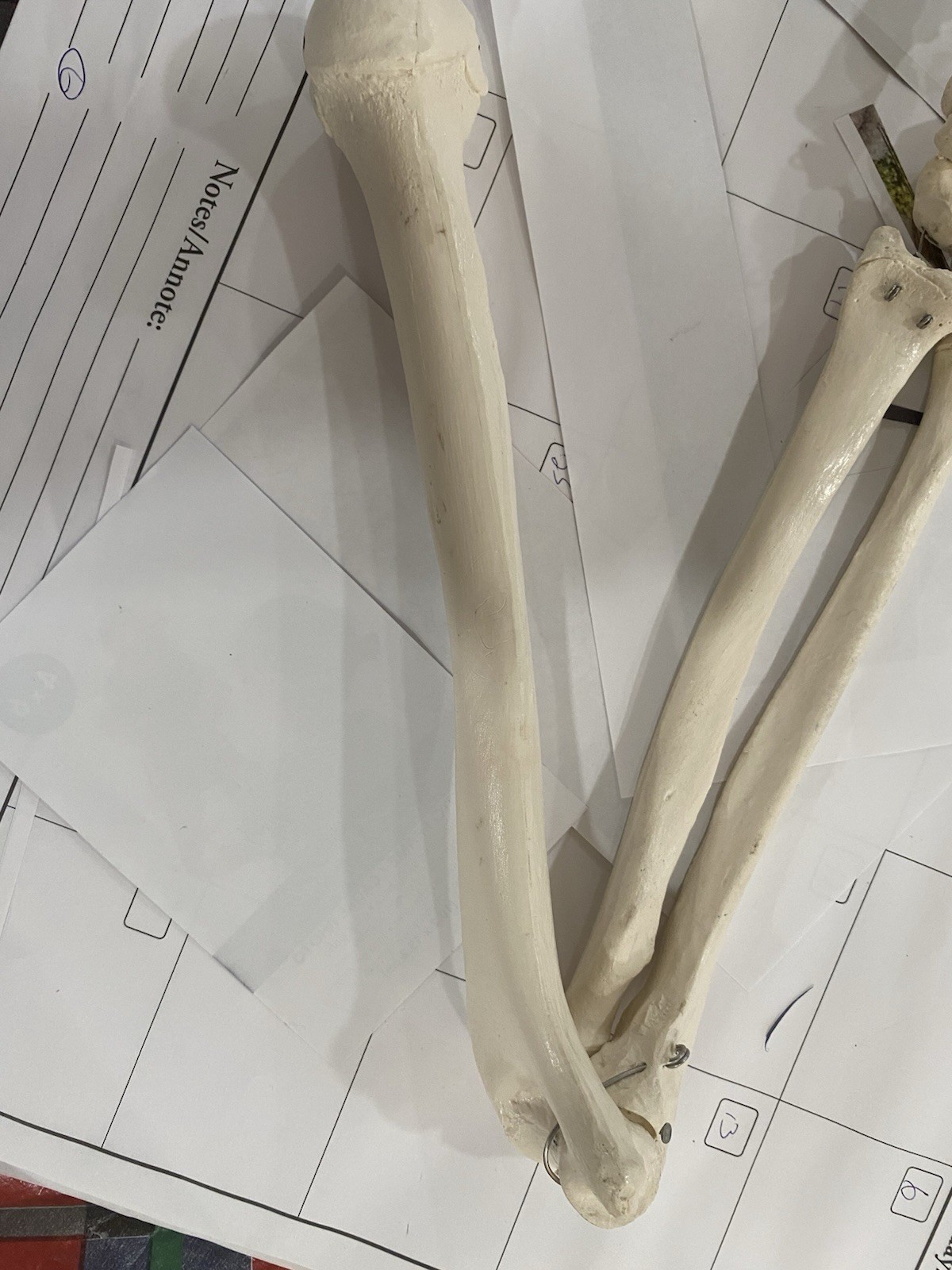 Human Arm Anatomical Skeleton Model with Elbow, and Hand Bones, Ulna, Radius