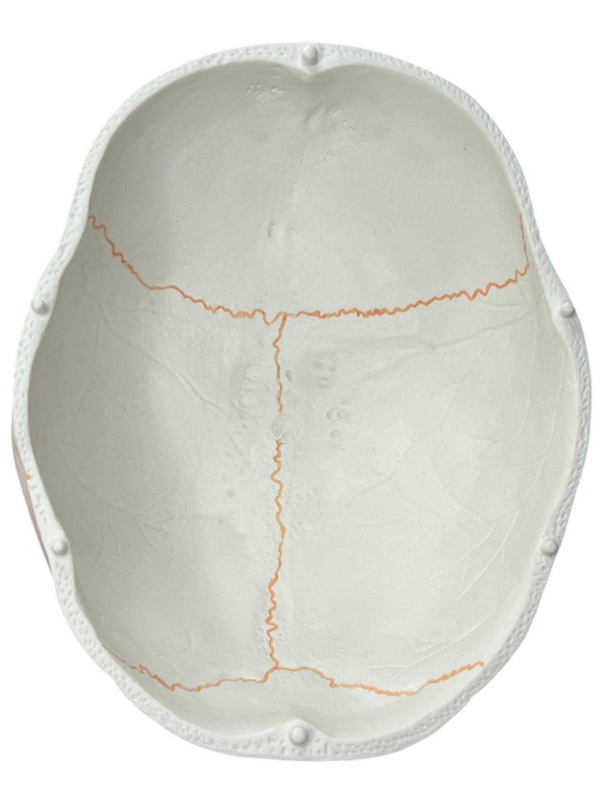 Medical Training Plastic Skull W/ Removable Skull Cap & Spring Jaw Halloween