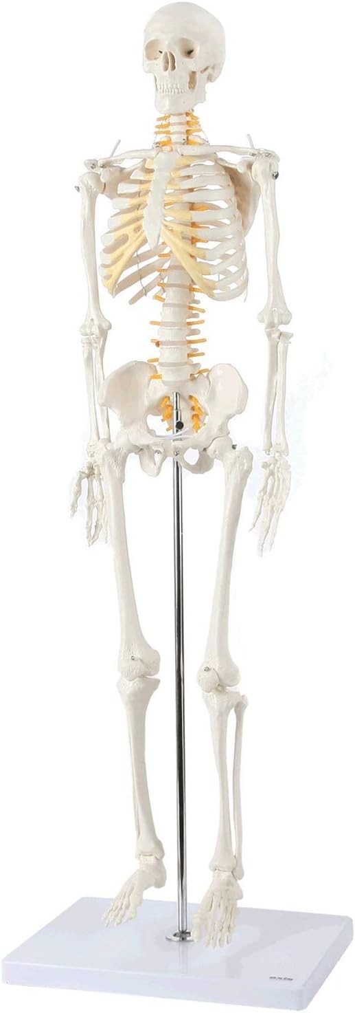 Miniature Human Skeleton Model with Metal Stand 31 Inch Removable Limbs Study