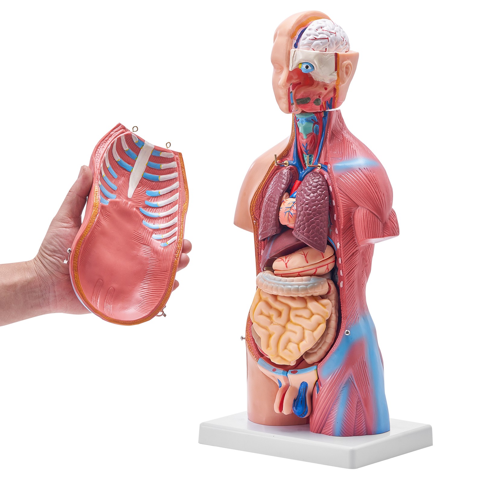 VEVOR Anatomical Human Torso Body Model Anatomy Internal Organ 18″ 23 Parts