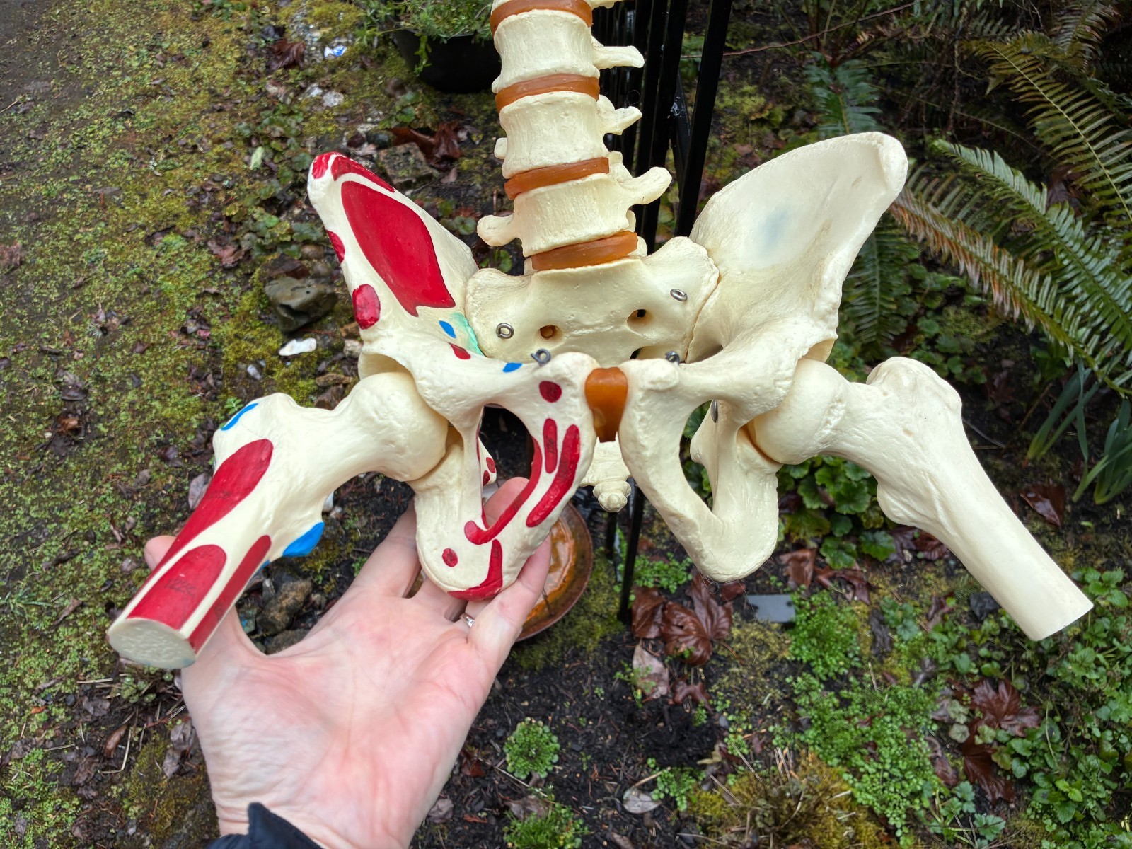 mcm 1960’s vintage medical school university 36″ scoliosis SPINE model~Halloween