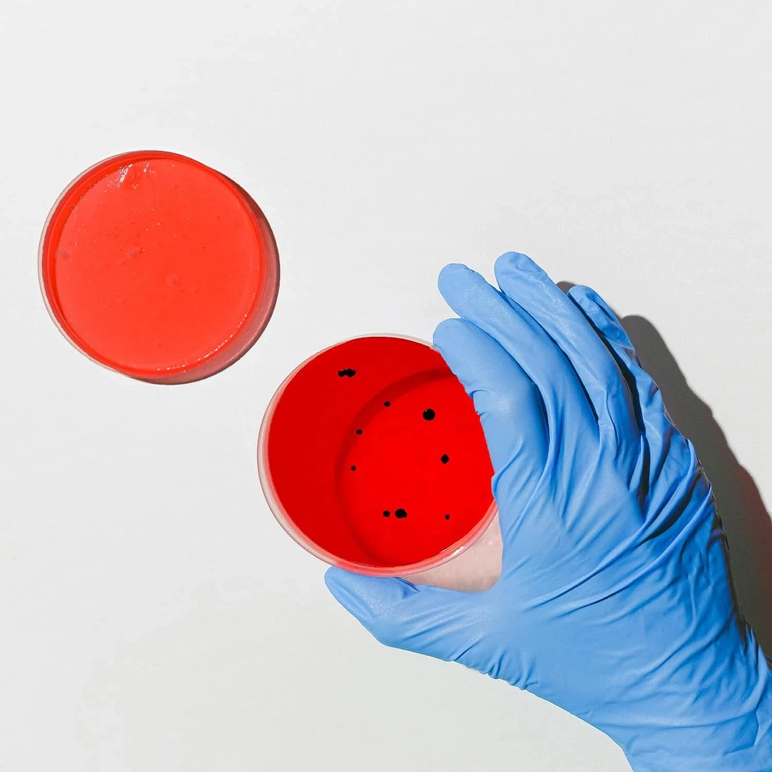Bekith 100 Pack Plastic Petri Dishes with Lids, 60Mm Dia X 15Mm Deep Sterile Cle
