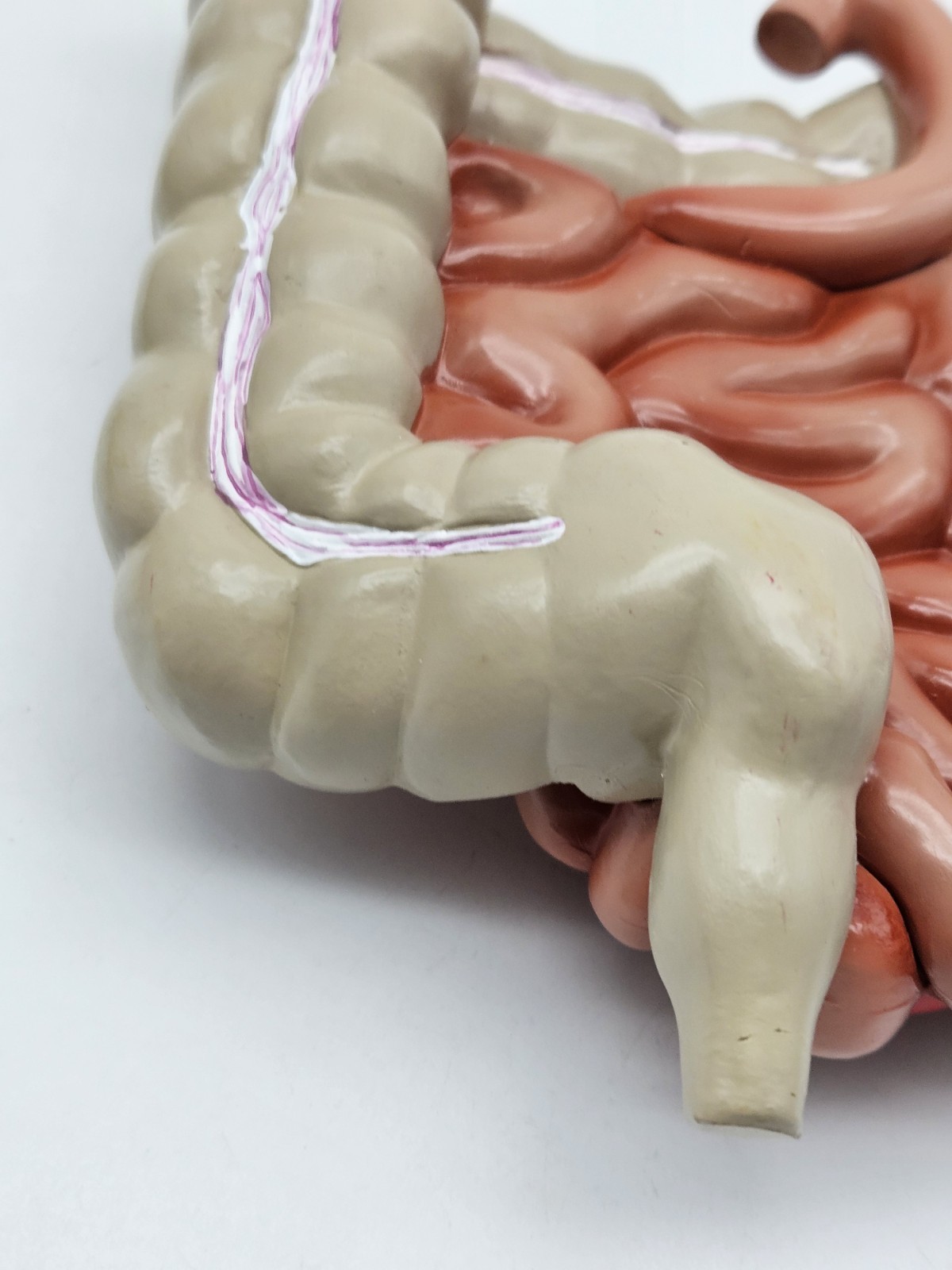 GI Tract Anatomy Model Handpainted Medical Display Gastro Intestinal Display