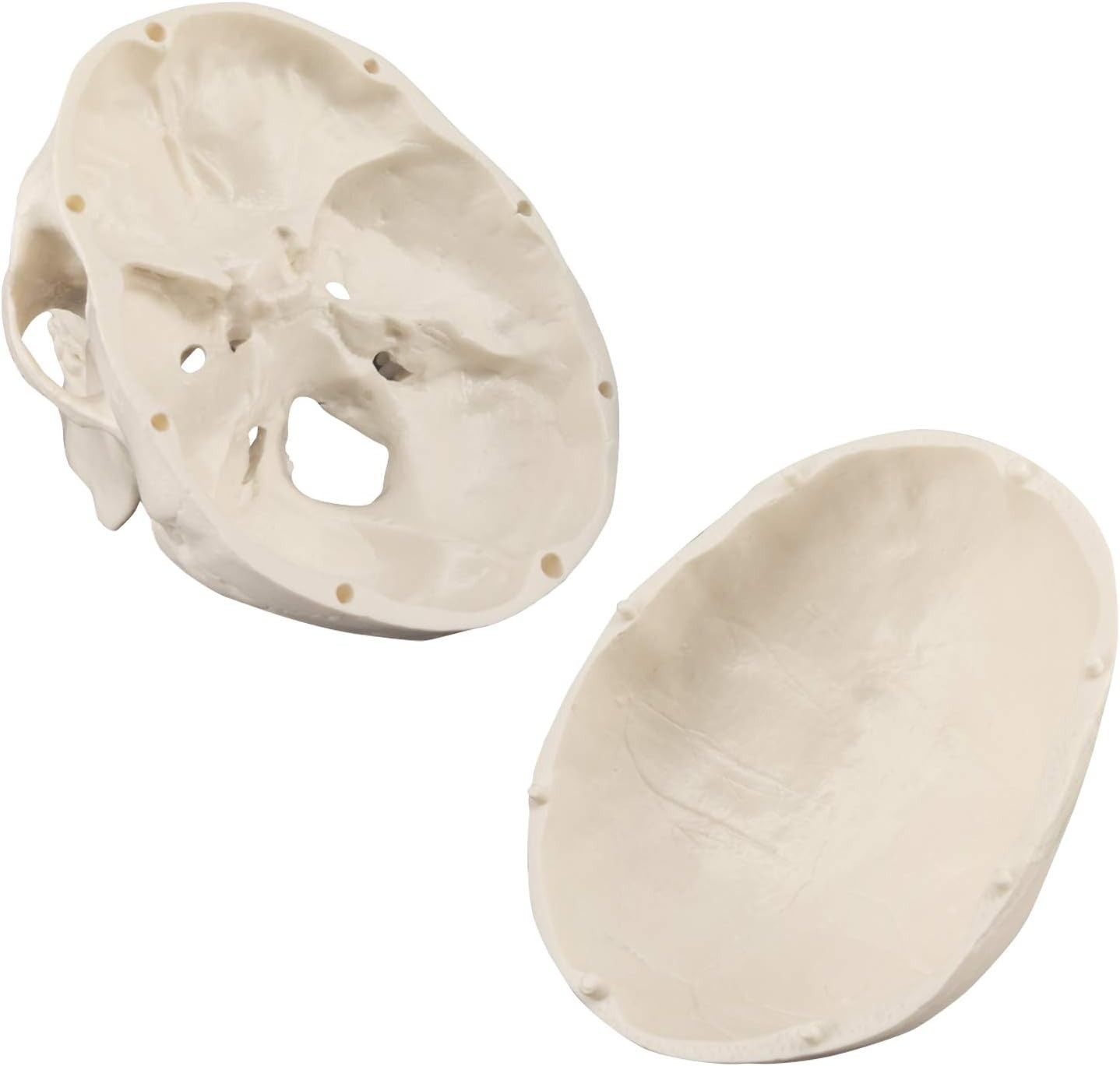 Realistic Mini Human Skull Model with Moving Jaw – Perfect for Education & Decor