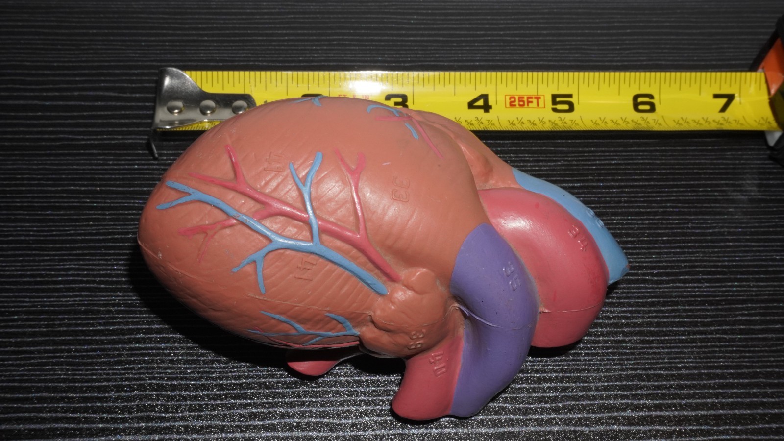 Anatomical Human Heart Model Numbered Labeled Parts – Medical Science Teaching