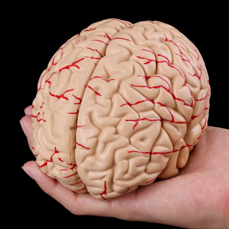 Human Brain Model Anatomical Anatomy Medical Teaching Education Study Science