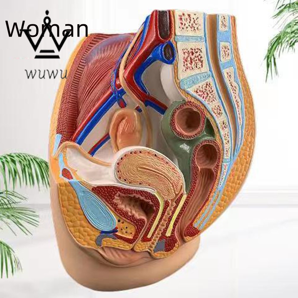 Medical Science Man Female Vagina Model Lifesize Median Sagittal Section