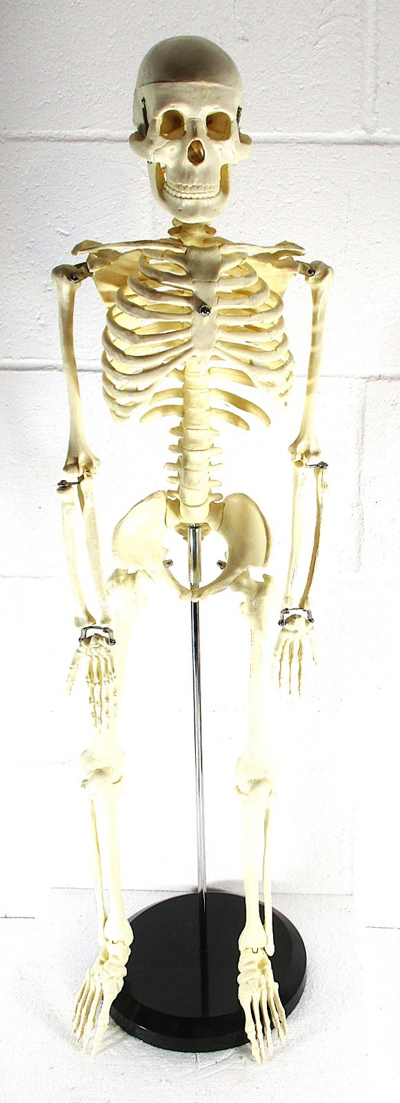 A 32″ TALL ARTICULATED PLASTIC HUMAN SKELETON, UPRIGHT ON METAL STAND, PERFECT