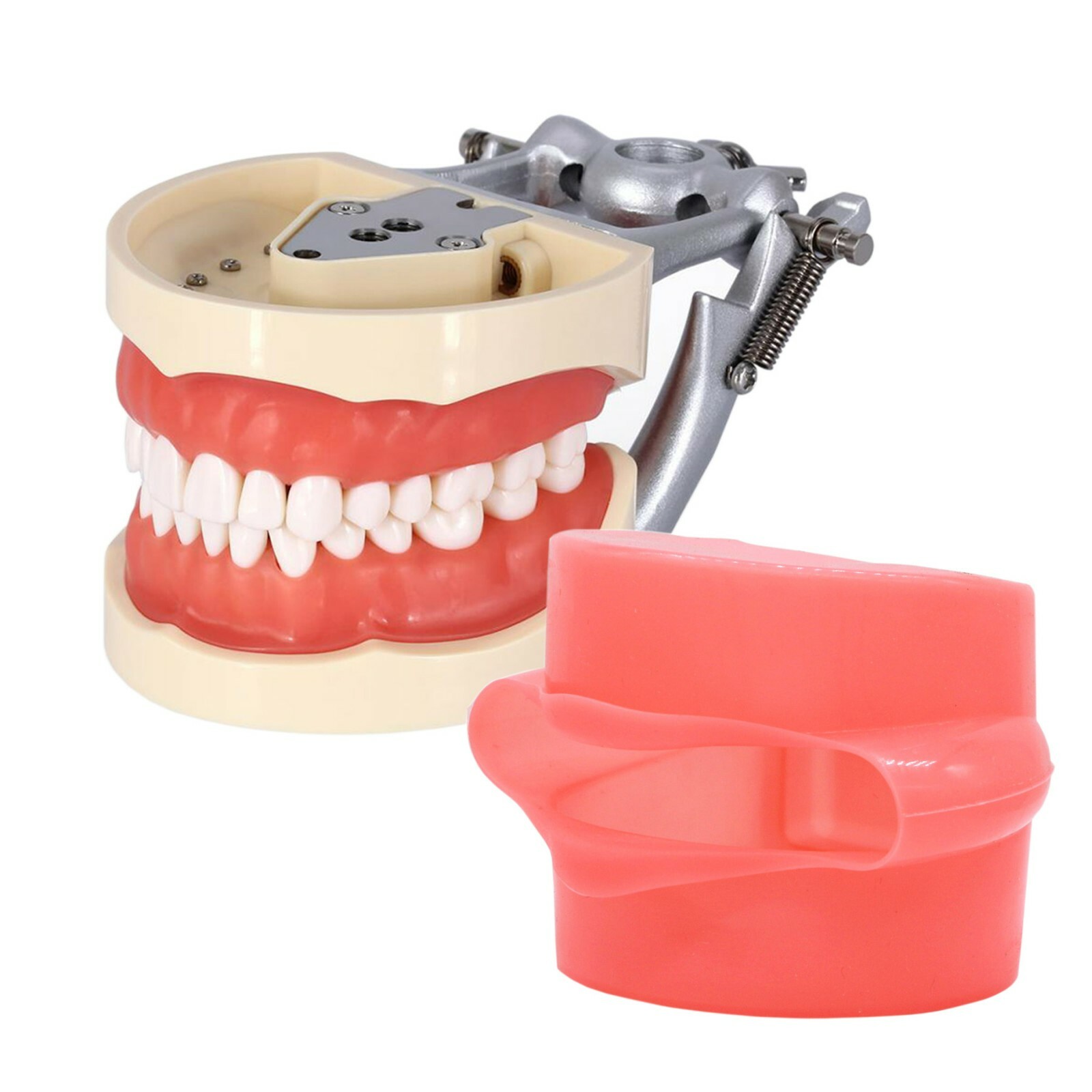Fits for Kilgore NISSIN 200/500 Type Dental Typodont Model With Removable Teeth