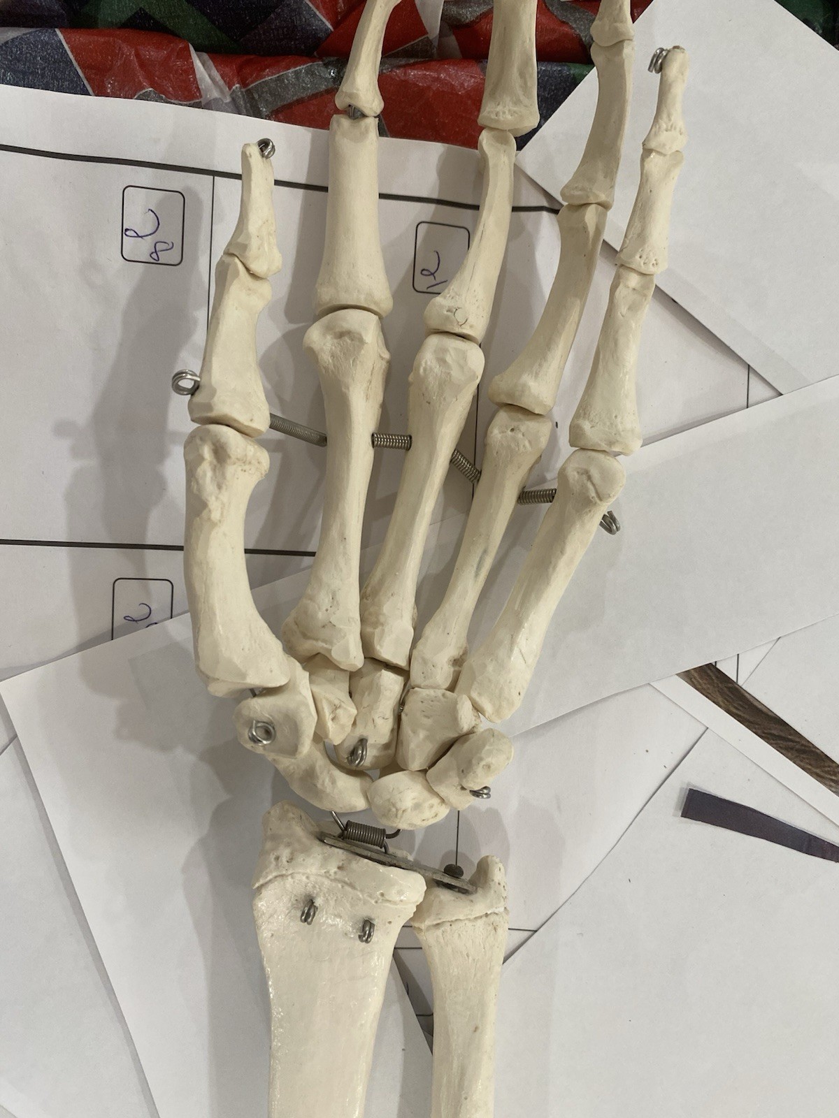 Human Arm Anatomical Skeleton Model with Elbow, and Hand Bones, Ulna, Radius