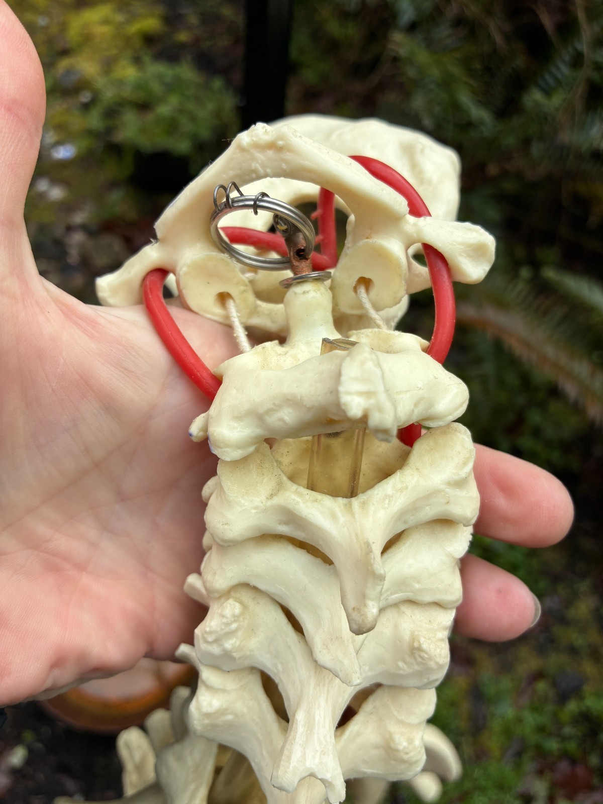 mcm 1960’s vintage medical school university 36″ scoliosis SPINE model~Halloween