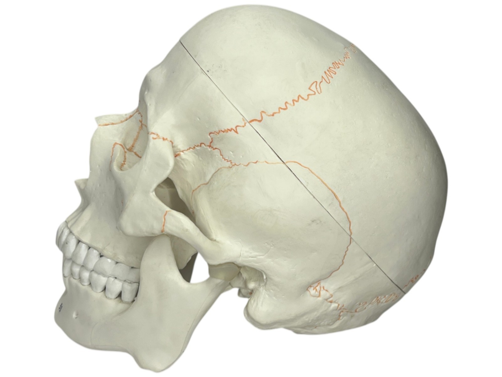 Medical Training Plastic Skull W/ Removable Skull Cap & Spring Jaw Halloween