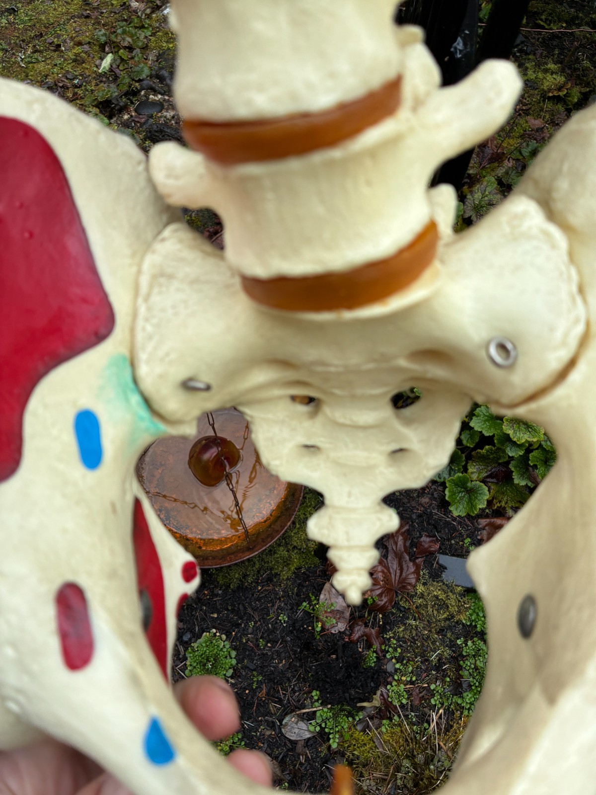 mcm 1960’s vintage medical school university 36″ scoliosis SPINE model~Halloween