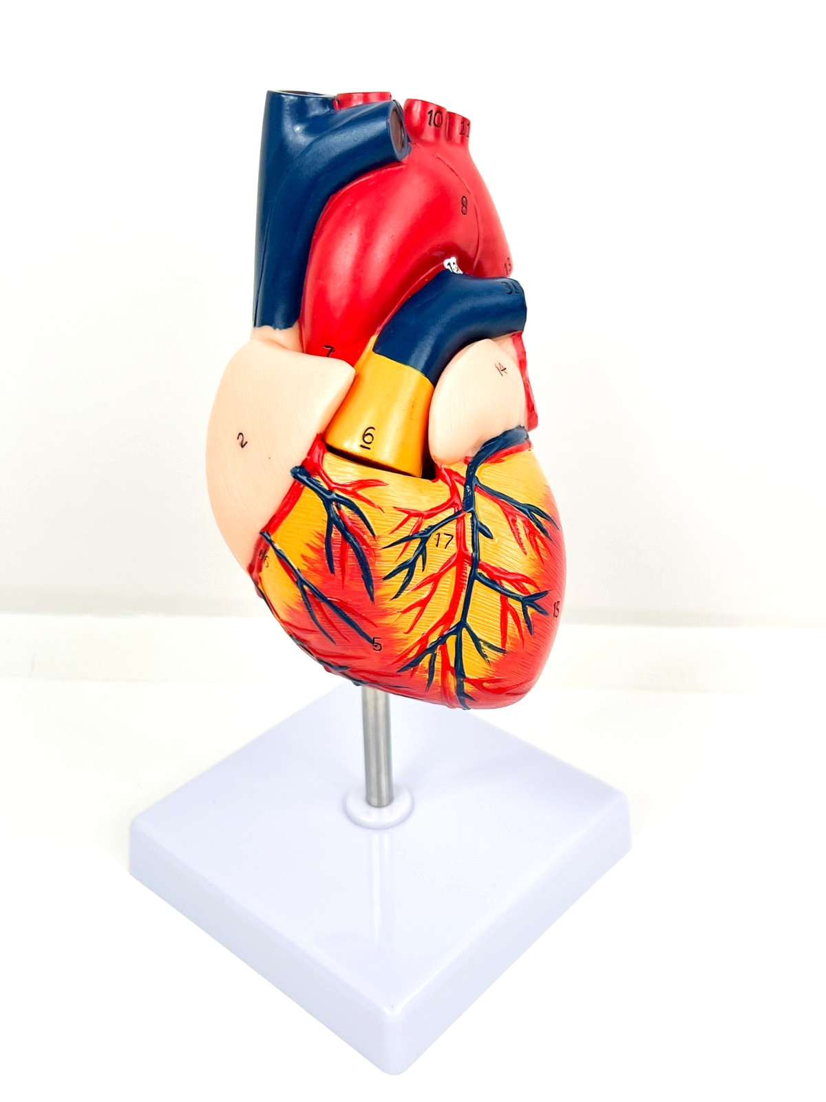 Anatomical Human Heart LifeSize 1:1 Model Medical Teaching Patient Counseling