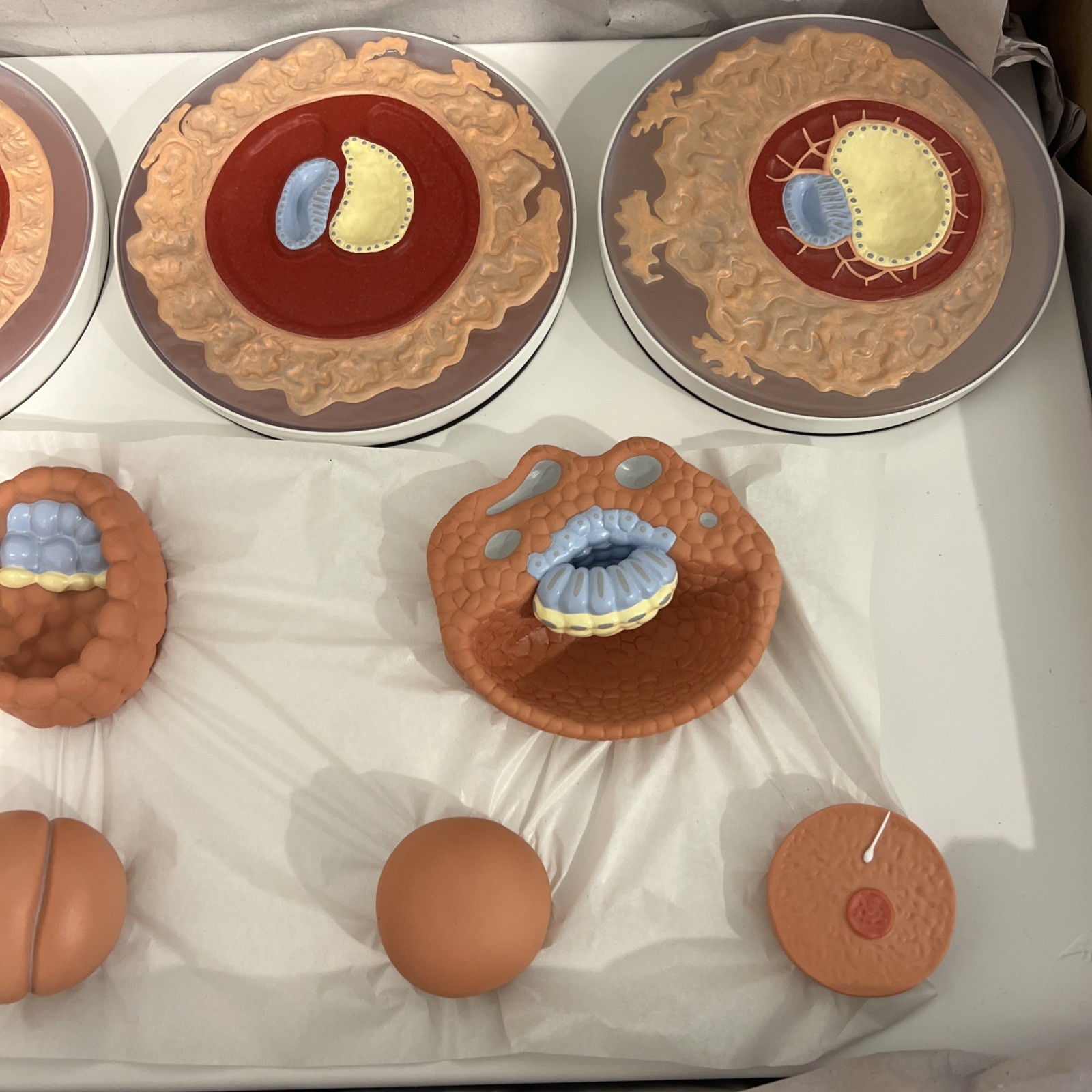 3B Scientific 1001257 Embryonic Development Model in 12 Stages Anatomical Model