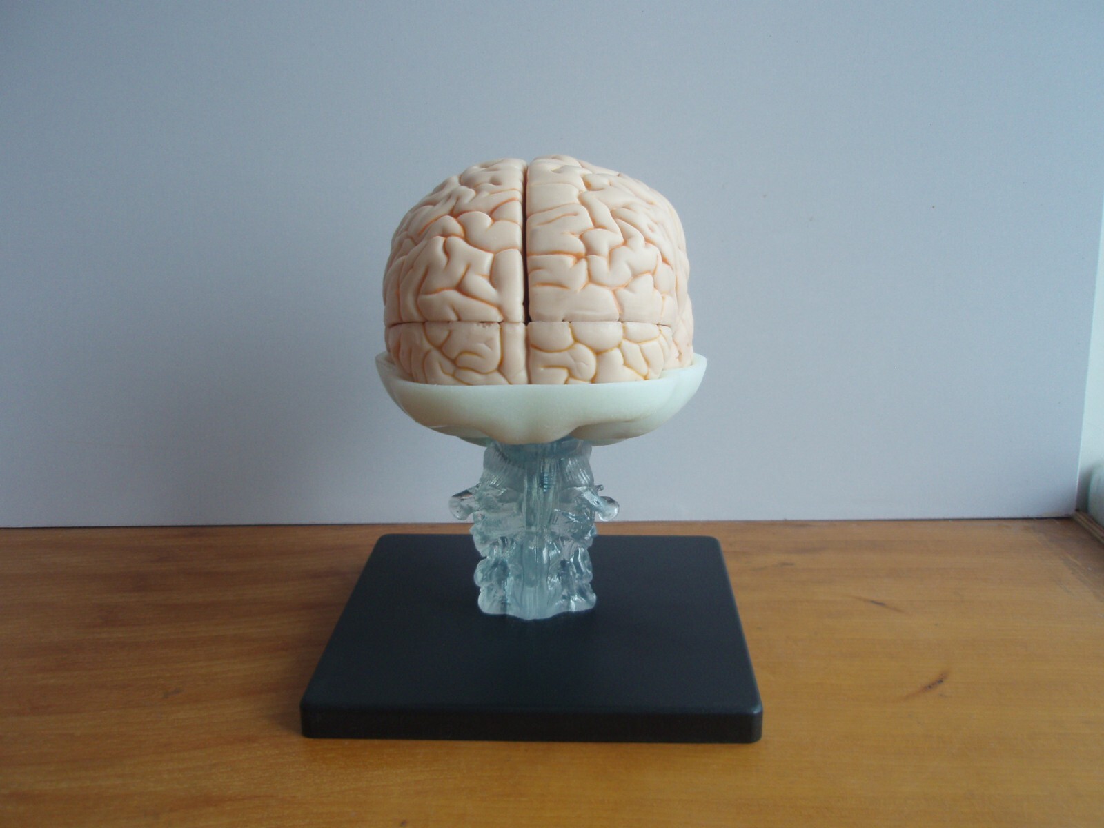 1:1 Size Human 15 Parts Brain Model Medical Anatomy With 58 Digital Indication