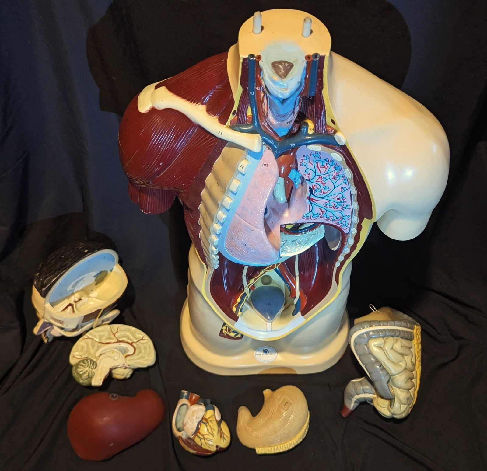 LRG Nystrom Biological Scientific Human Anatomy Model Torso 36″ Tapes Manual VTG
