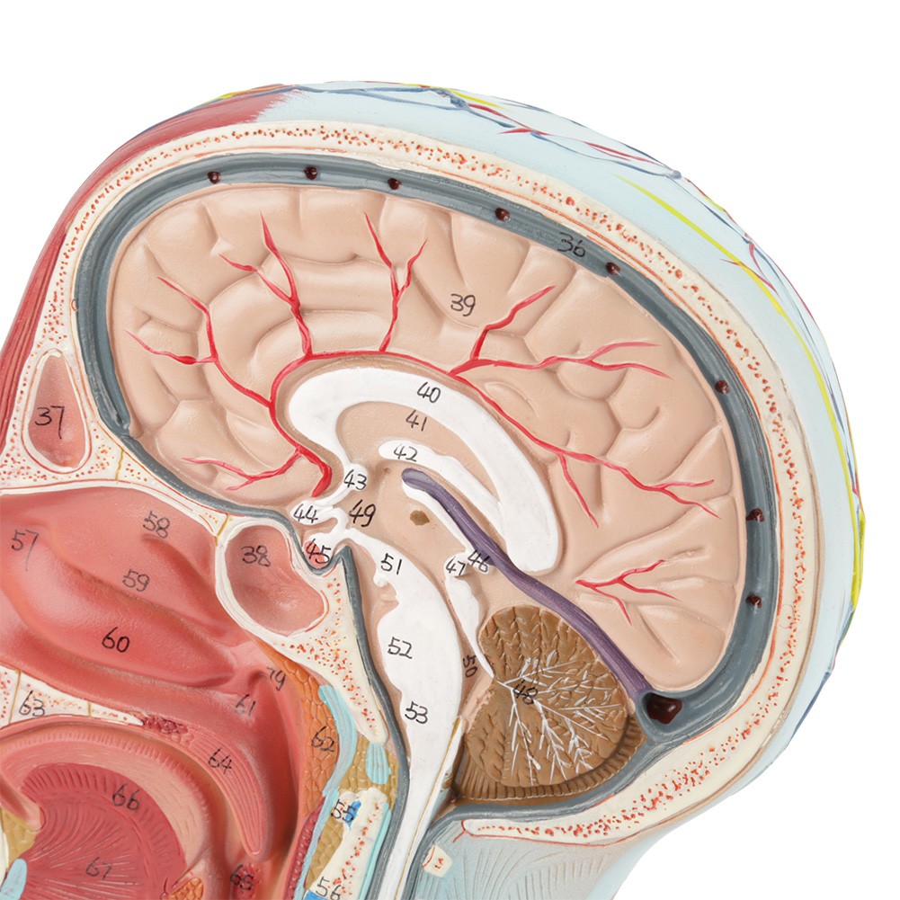 Anatomical Human Head Brain Neck Section Model Life-Size Study Aid For