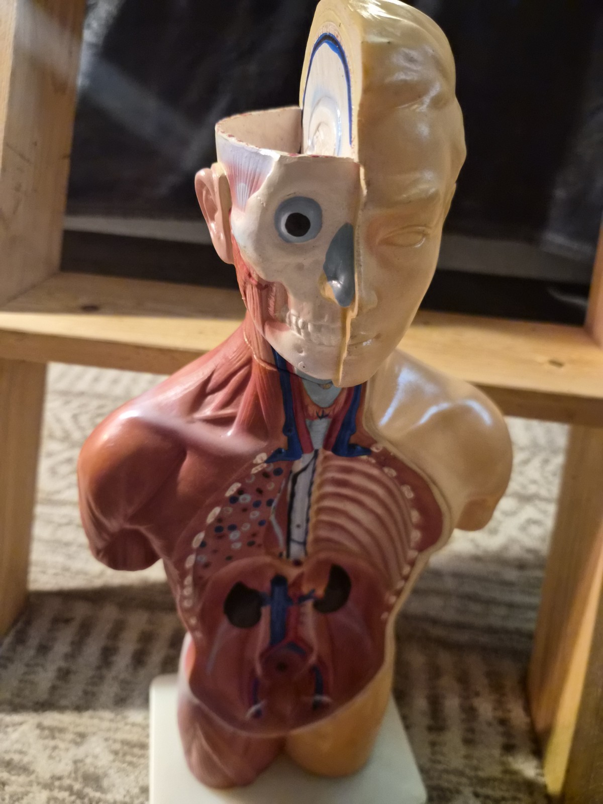 Human Anatomical Models Torso With Some Accesories