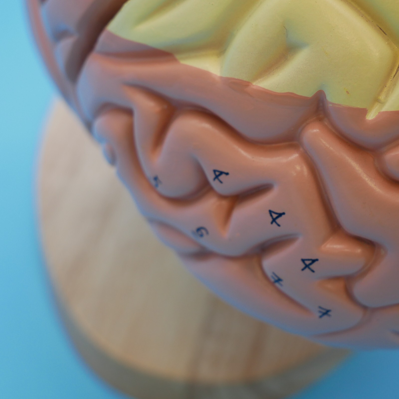 Medical Anatomical Human Brain Model Anatomy Cerebral Cortex Brain Nerve Models