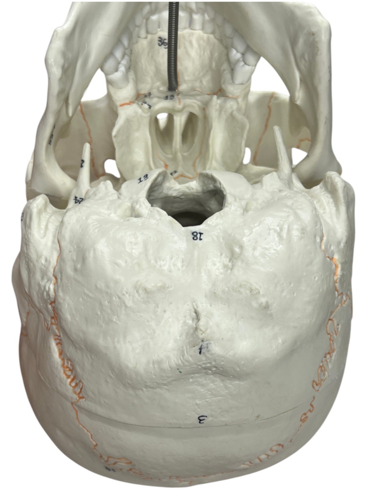 Medical Training Plastic Skull W/ Removable Skull Cap & Spring Jaw Halloween