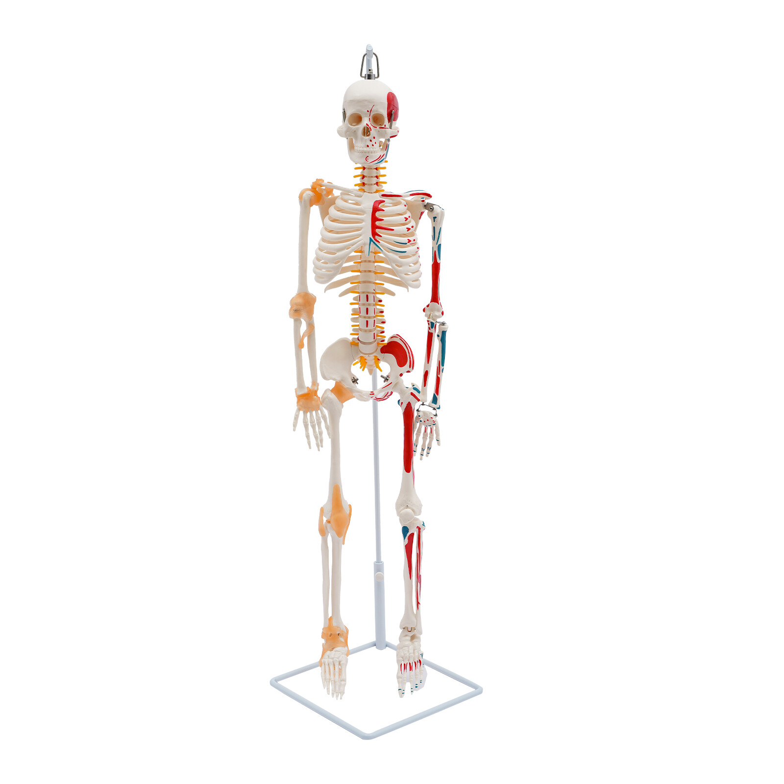 34″ Half Life Size Human Skeleton Model For Doctors’ Office or Anatomy Classroom