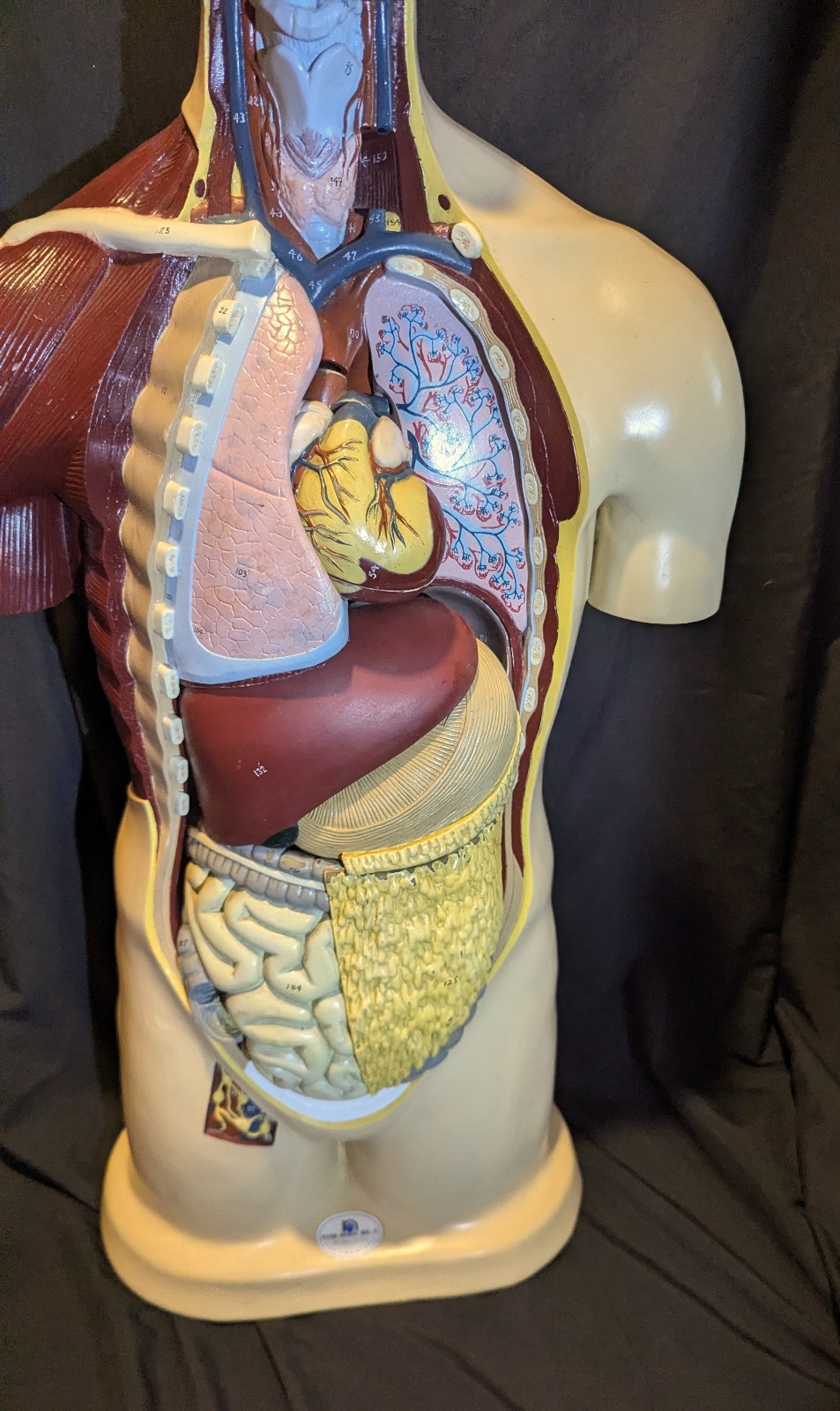 LRG Nystrom Biological Scientific Human Anatomy Model Torso 36″ Tapes Manual VTG