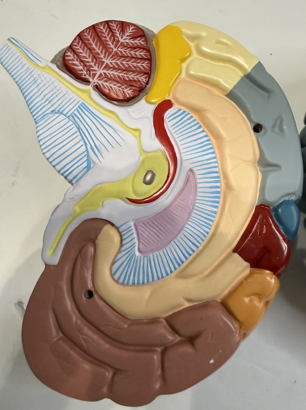 Human Brain Anatomical Model Life-Size, Color-Coded Partitioned Brain