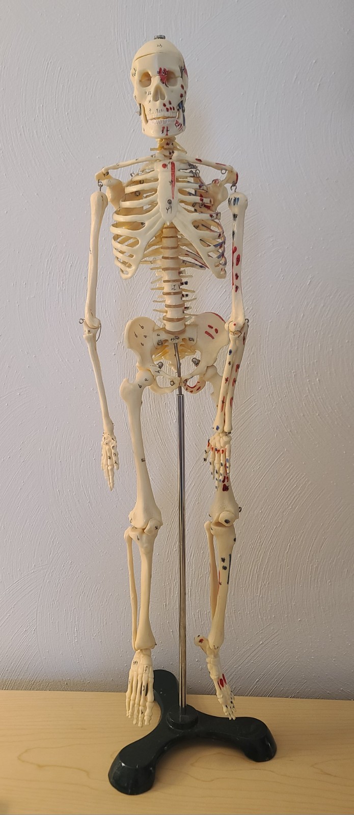VINTAGE MEDICAL MODEL 27″ SKELETON ON METAL STAND