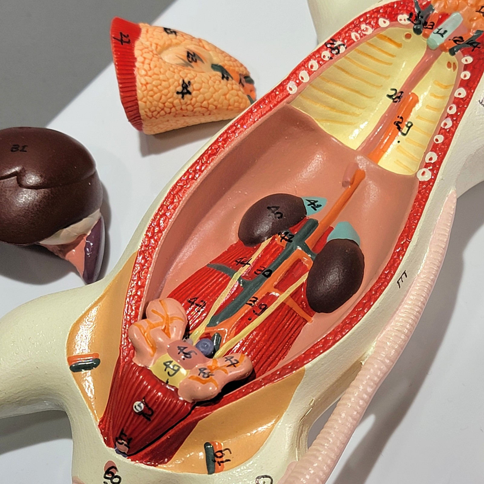 Dissected Rat Anatomical Model, Rat Autopsy Medical Display