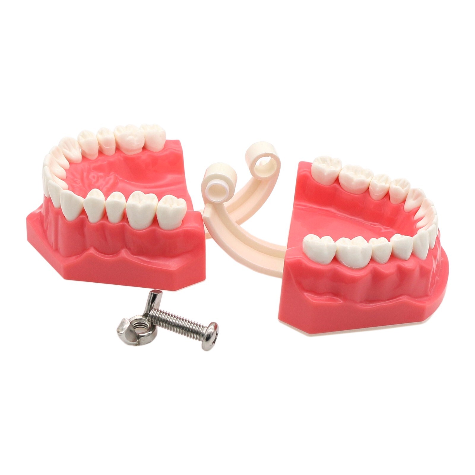 1:1 Dental Typodonts Teeth Model Orthodontic Metal Brackets Teaching Practice US