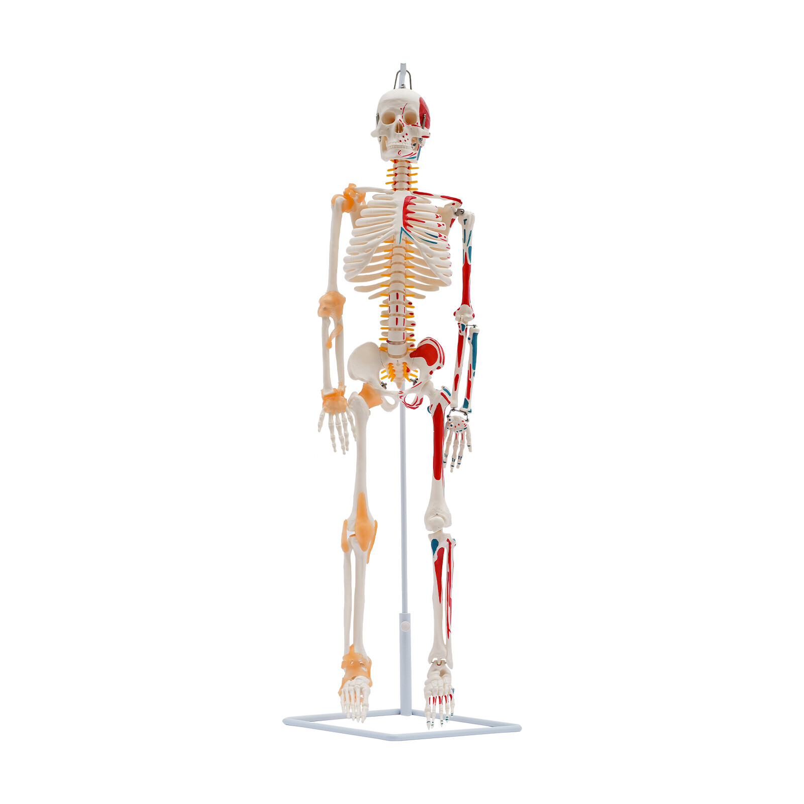 34″ Half Life Size Human Skeleton Model For Doctors’ Office or Anatomy Classroom