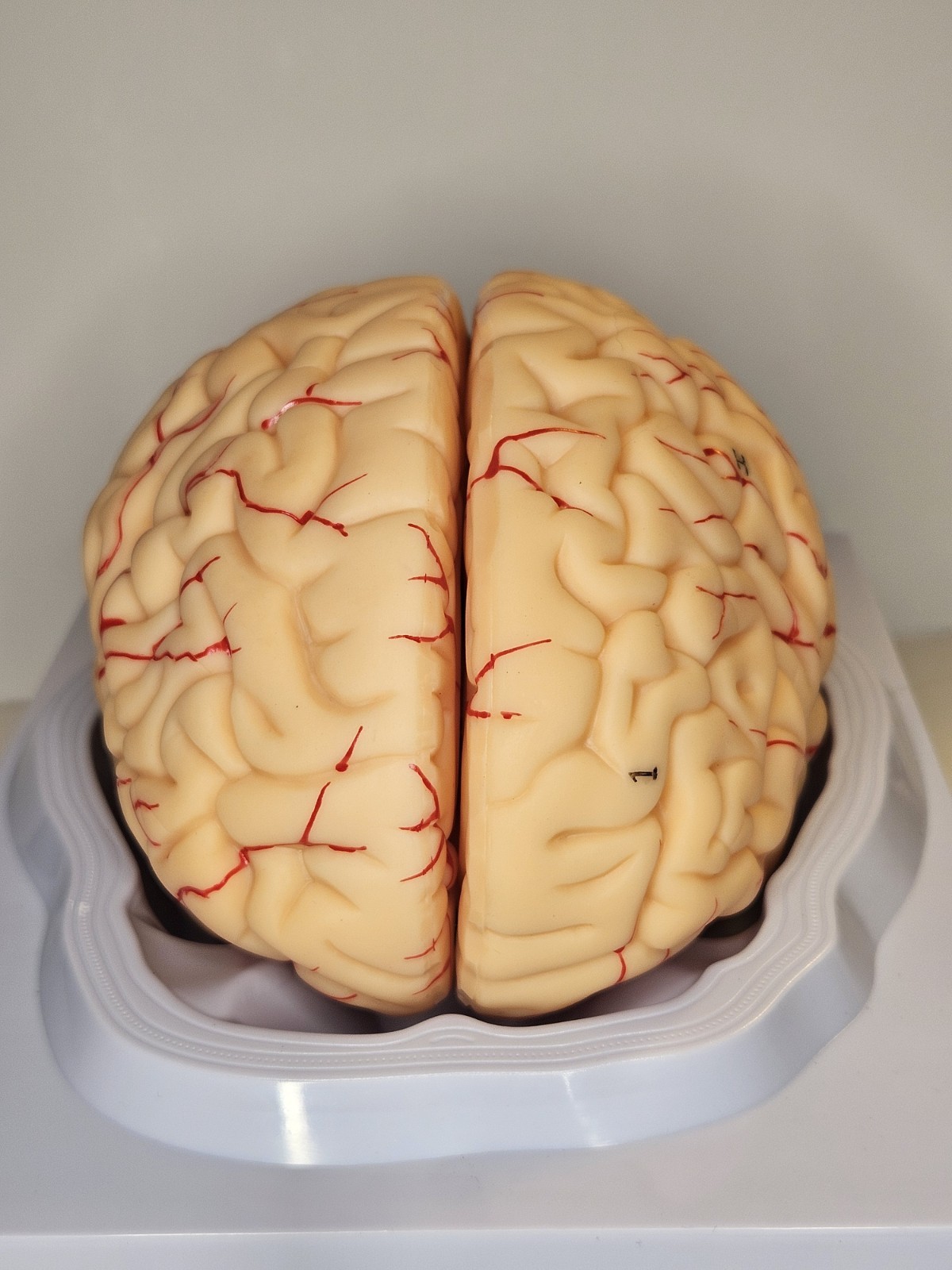 Human Brain Model Anatomical Anatomy Medical Teaching Education Study Science