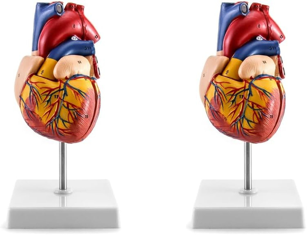 2 Pack Life Size Human Heart Model 2-Part 34 Structures PVC Anatomy Display Base