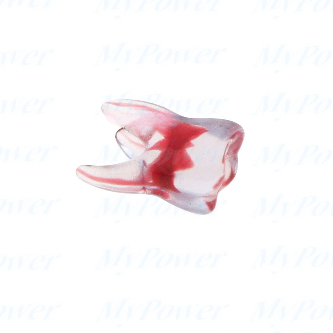 Dental Training 3D RCT Endo Tooth Model Practice Model Curved Root Resin Teeth