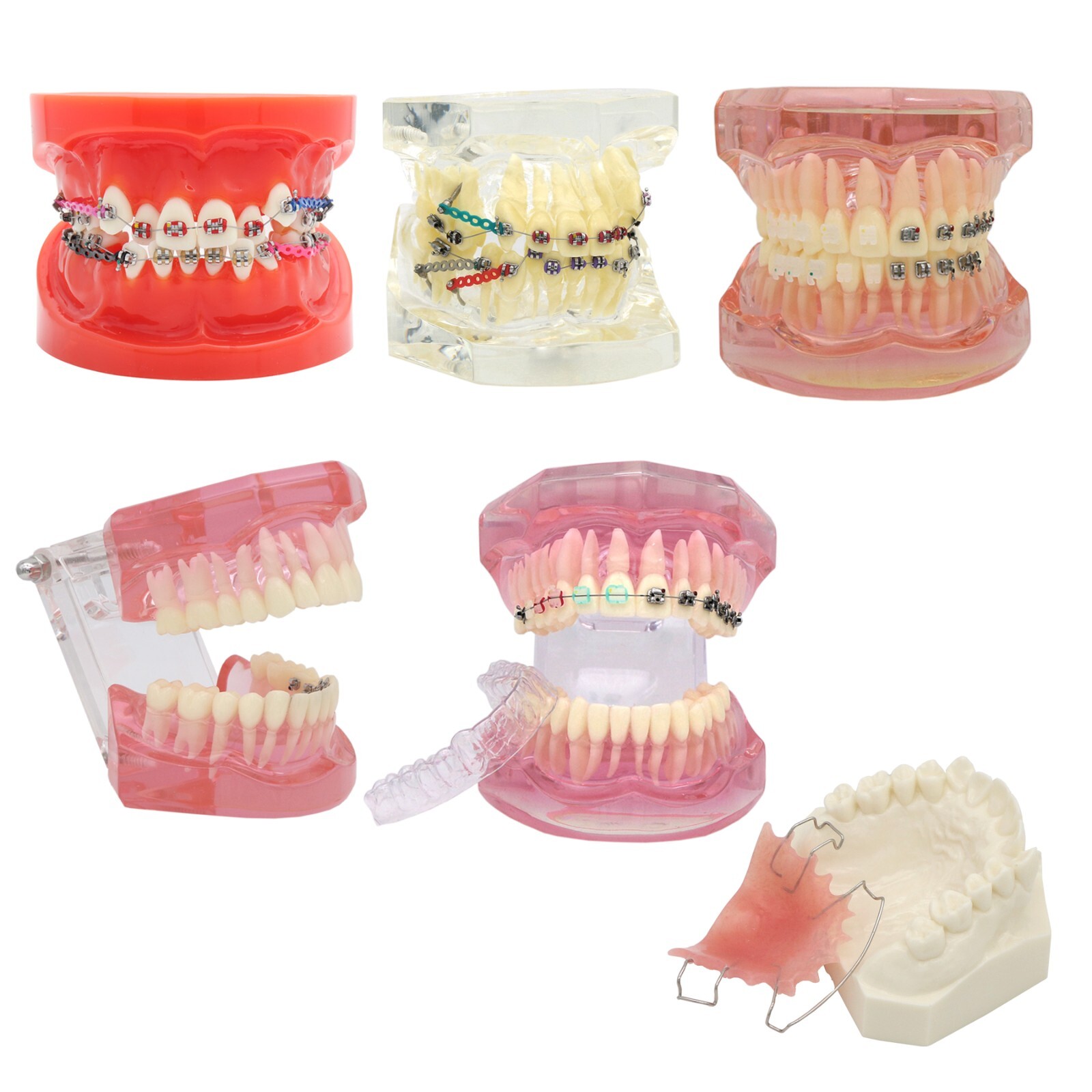 Dental Typodont Teeth Model Ortho Implant Pathological Perio Practice Demo Model