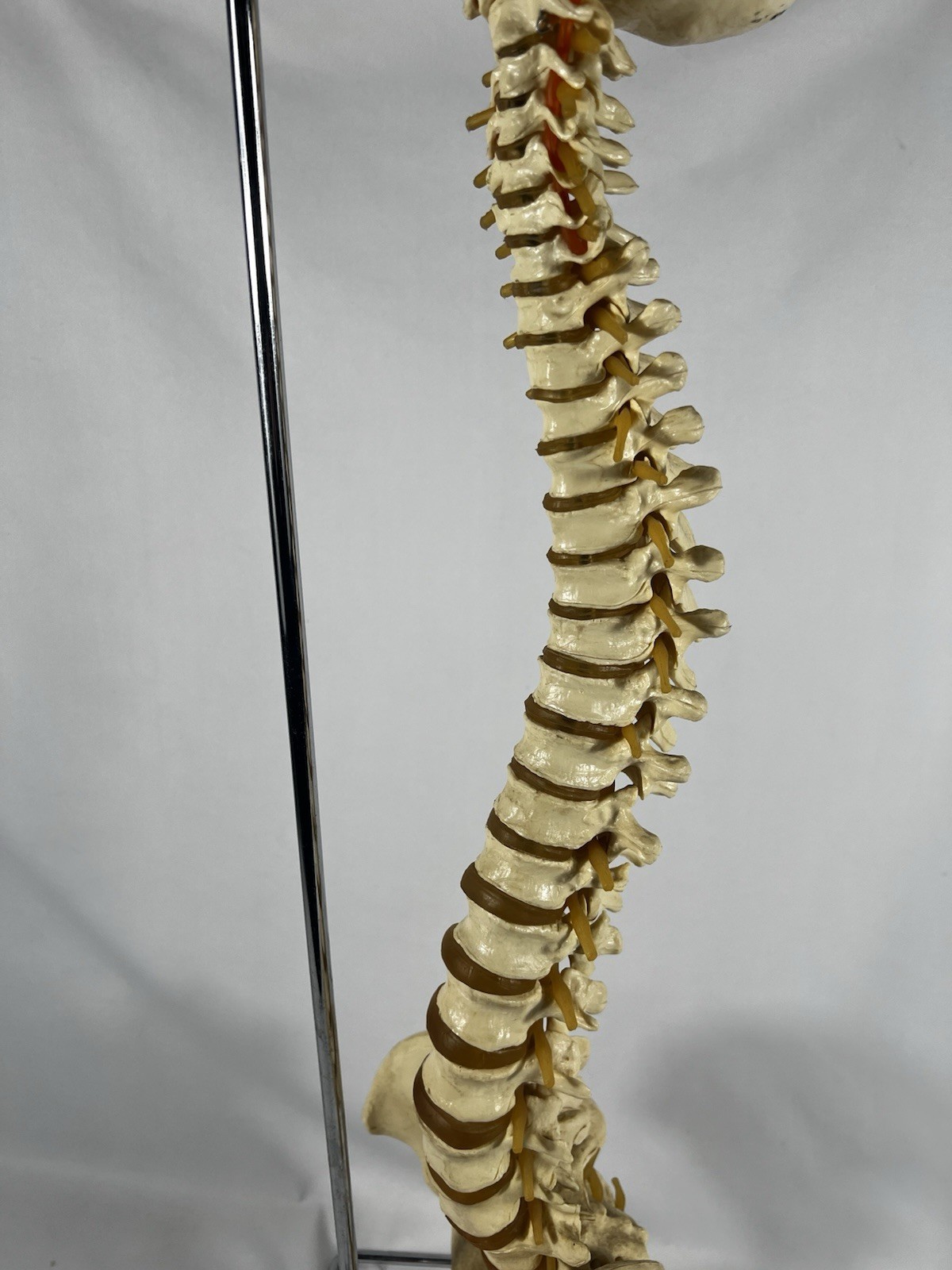 Vtg Anatomical Lifesize Spine Backbone Skeleton Chiropractor Halloween Creepy