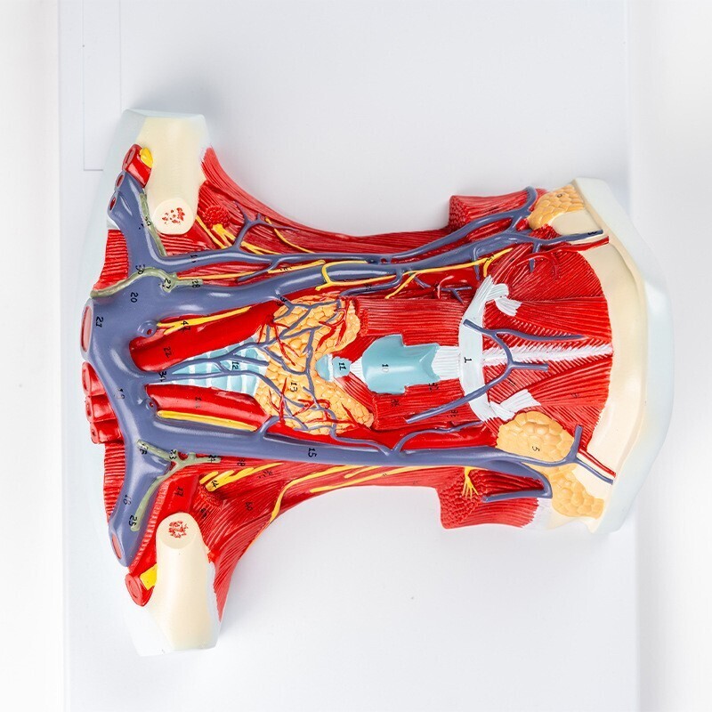 1:1 Anterior cervical muscle, neck muscle nerve, medical anatomical model