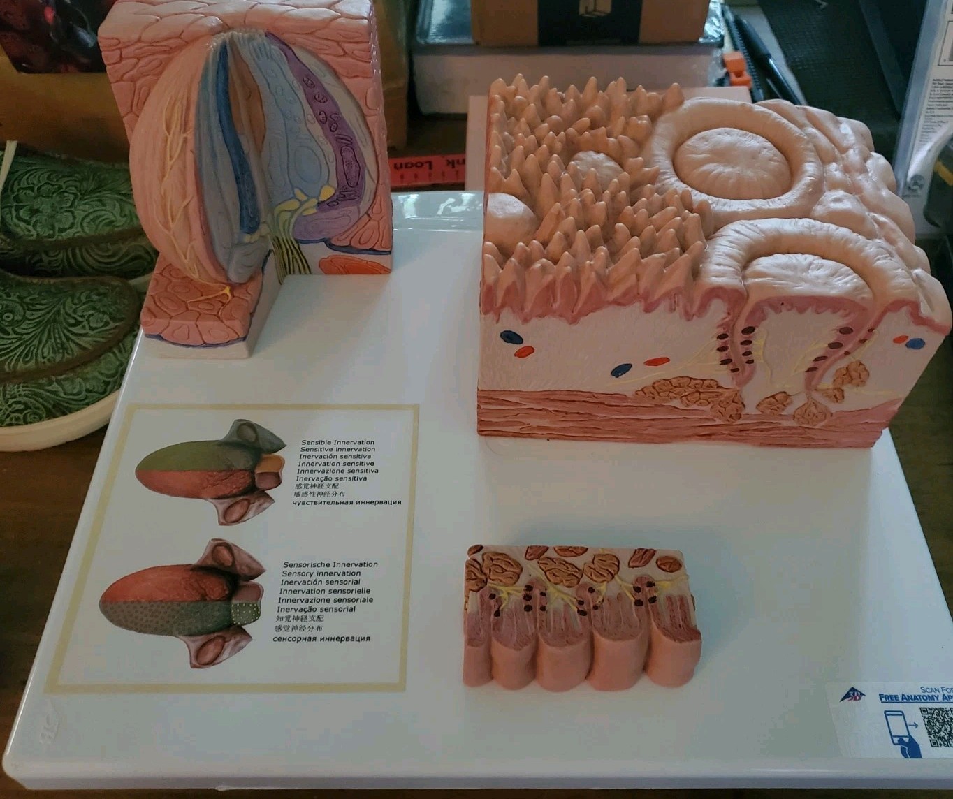 3B Scientific D17 MICROanatomy Human Tongue Model – 3B Smart Anatomy Anatomical
