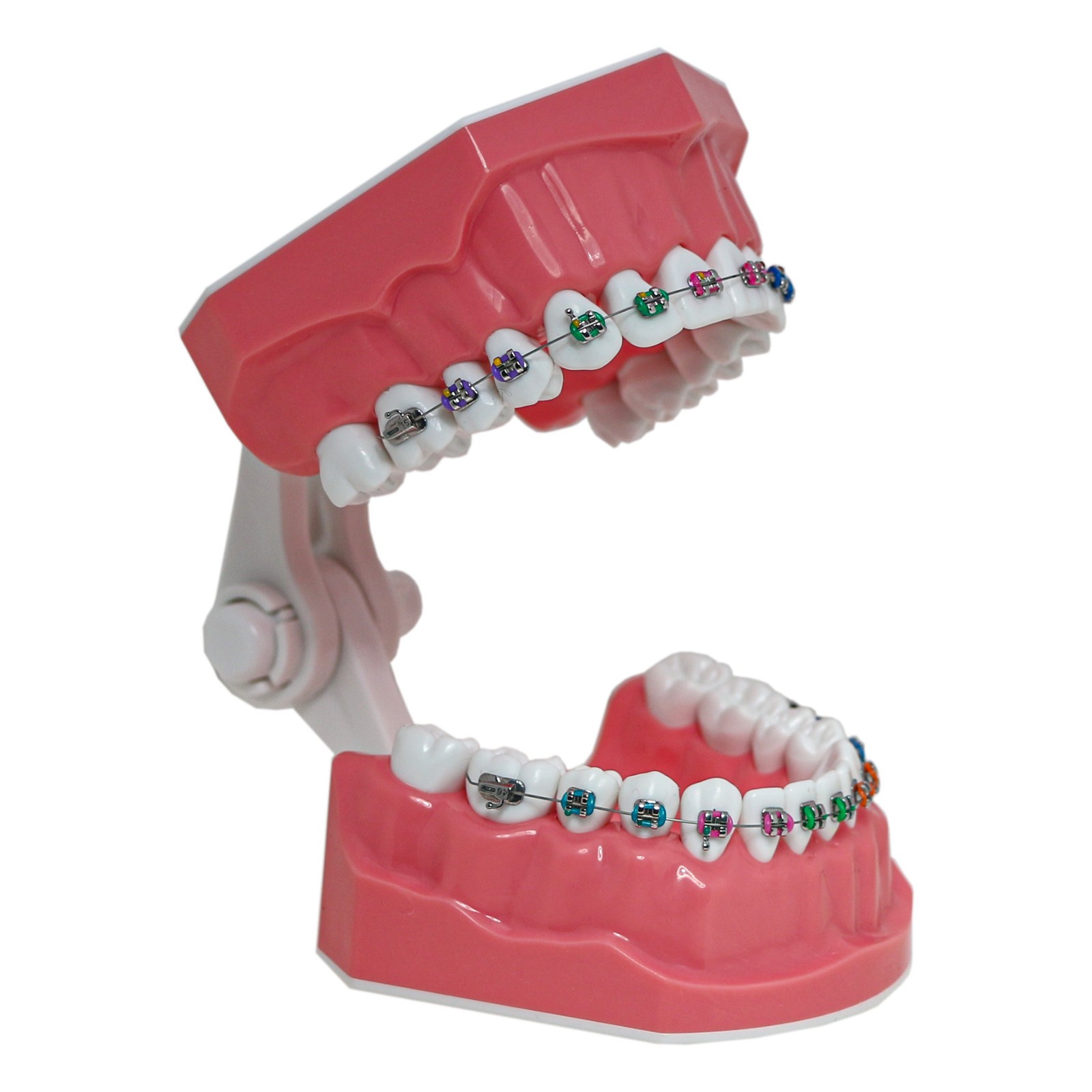 US Dental 1:1 TypodontTeeth Model Orthodontic with Metal Brackets Brace M7010-2