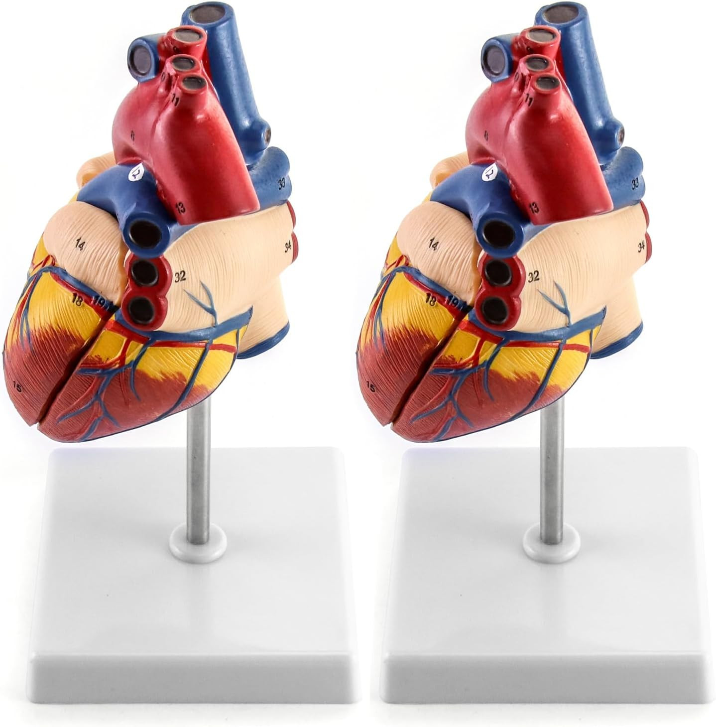 2 Pack Life Size Human Heart Model 2-Part 34 Structures PVC Anatomy Display Base